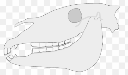 Equine Malocclusion - Horse Teeth Diagram Png,Sharp Teeth Png