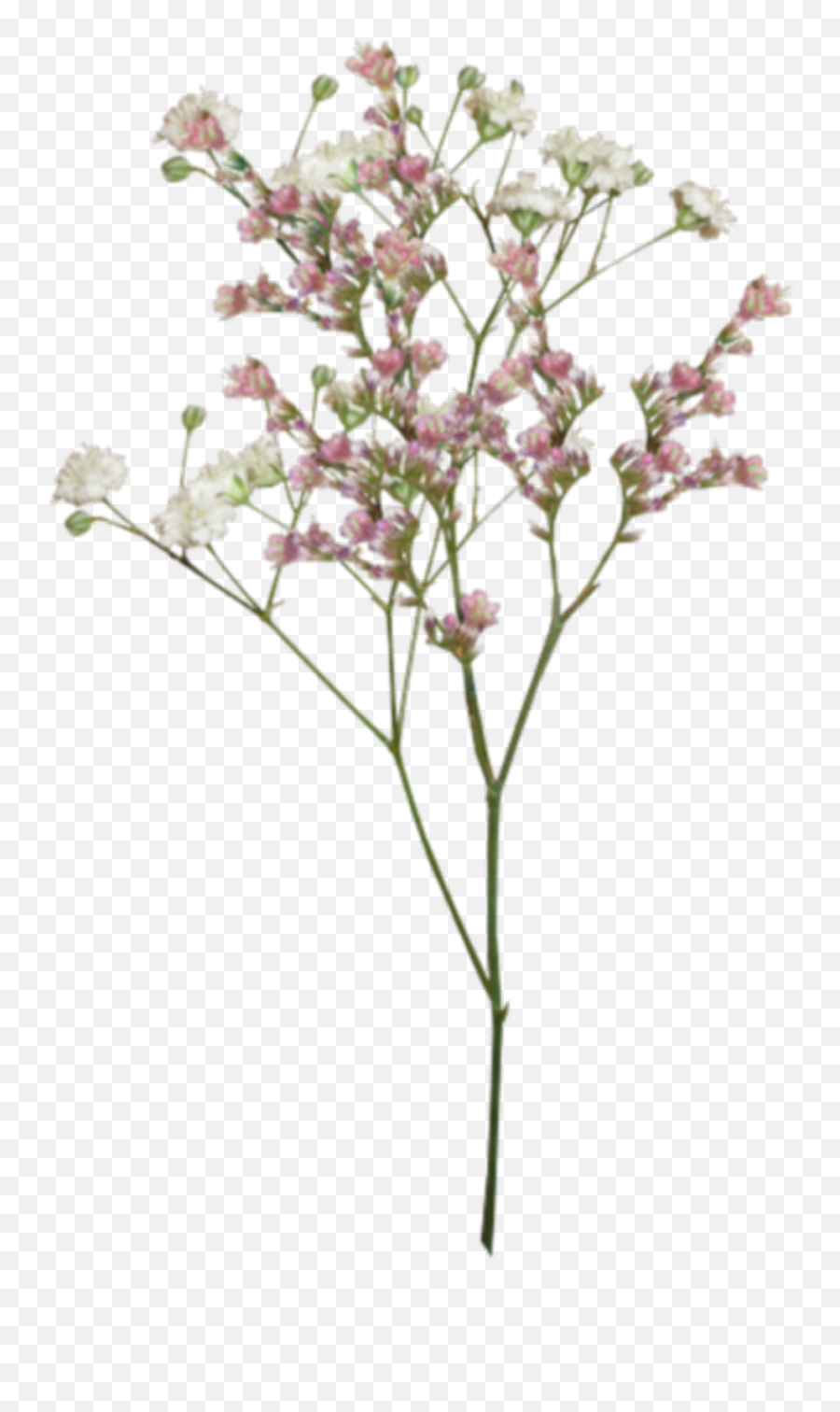 Tumblr Flowers Background Posted By Ryan Sellers - Transparent Dried Flower Png,Transparent Flower Drawing Tumblr