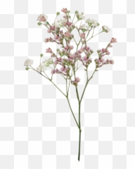 Tumblr Flowers Background Posted By Ryan Sellers - Transparent Dried Png