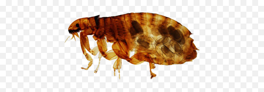 Flea Png Free File Download - Large Fleas,Flea Png