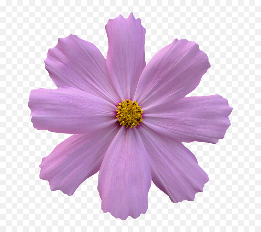 Purple Flower Transparent Background - Flor Lilas Fundo Branco Png,Purple Flower Transparent