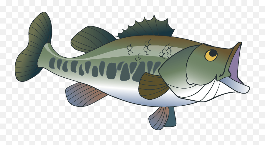 Largemouth Bass Clipart - Large Mouth Bass Transparent Png,Largemouth Bass Png