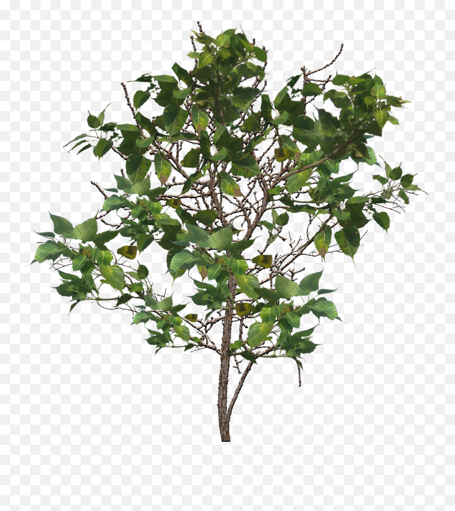 Tree Branch Png Image - Portable Network Graphics,Branch Png