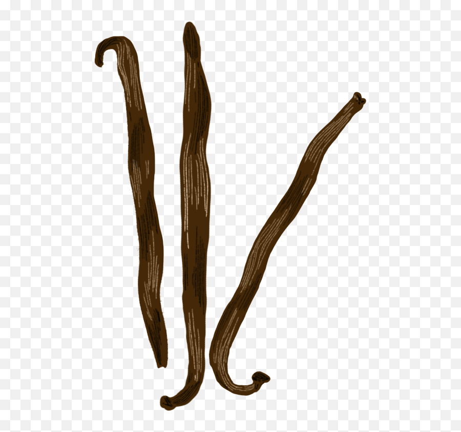 Kerala Vanilla - Language Png,Vanilla Bean Icon