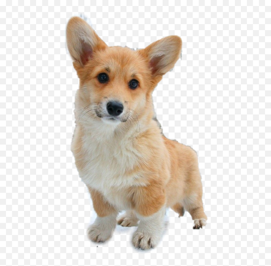 Corgi Puppies Png Free - Dog That Looks Like Fox,Transparent Puppy