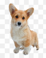 Corgi Puppies Png Free - Dog That Looks Like Fox,Transparent Puppy