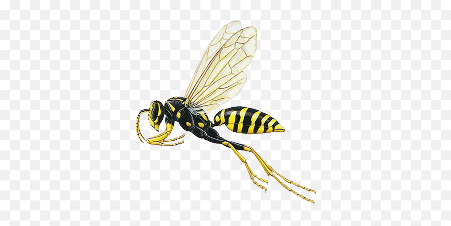 Paper Wasp Prevention A1 Exterminators - Paper Wasp Flying Png,Wasp Png