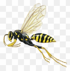 Paper Wasp Prevention A1 Exterminators - Paper Wasp Flying Png,Wasp Png