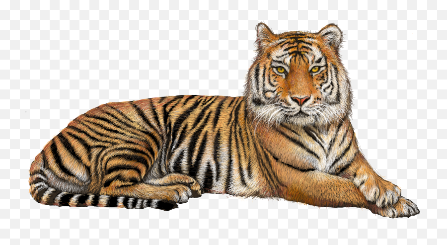 Tiger Transparent Png - Tiger Png,Transparent Png Images Download