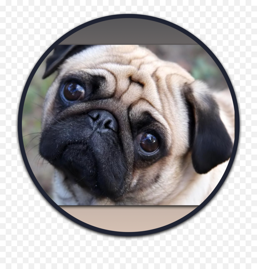 Heaven Sent Puppies Adorable Pug Png Icon