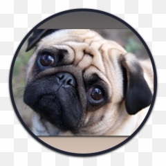 Heaven Sent Puppies Adorable Pug Png