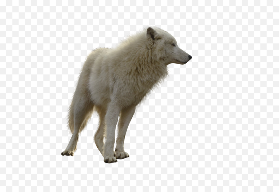 Wolf Transparent Background Png Image - White Wolf Transparent Background,Wolf Transparent