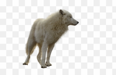 Wolf Transparent Background Png Image - White
