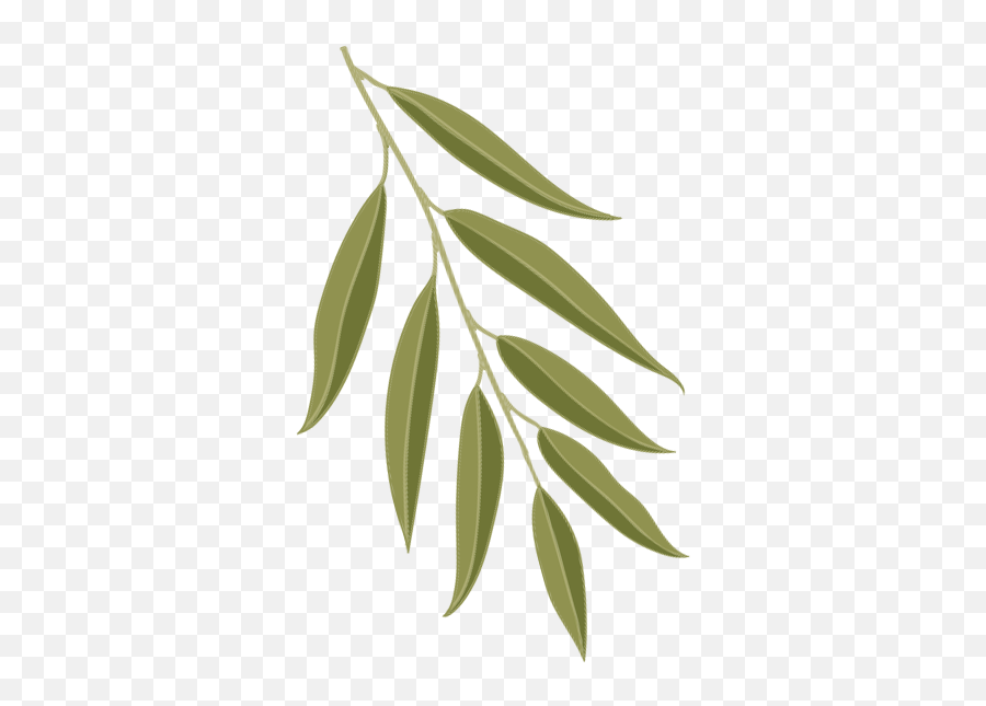 Leaf Id - Willow Leaves Transparent Background Png,Weeping Willow Png