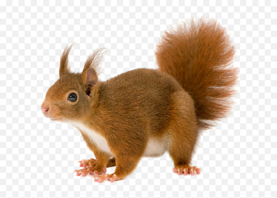 Squirrel Transparent Background Png - Squirrel Transparent Background,Squirrel Transparent Background