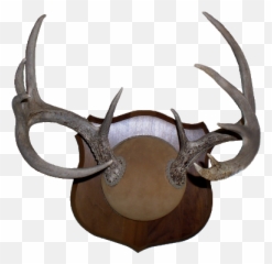 Download Deer Antlers Png Sharp - Horn,Antlers Png