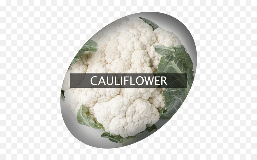 Cauliflower Indigrowcom - Cauliflower Png,Cauliflower Png