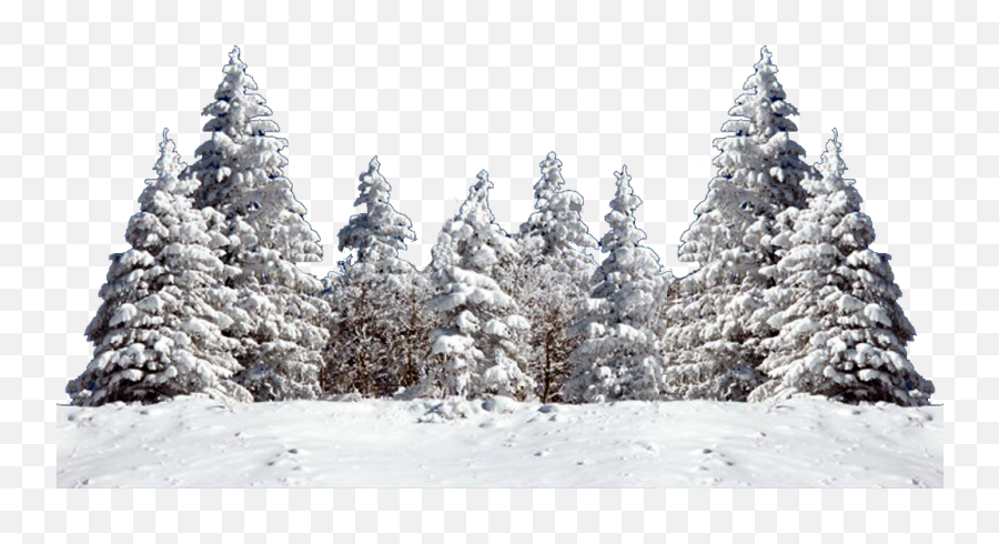 Christmas Tree Snow Fir Spruce - Snow Tree Png Download Christmas Tree Snow Png,Christmas Snow Png