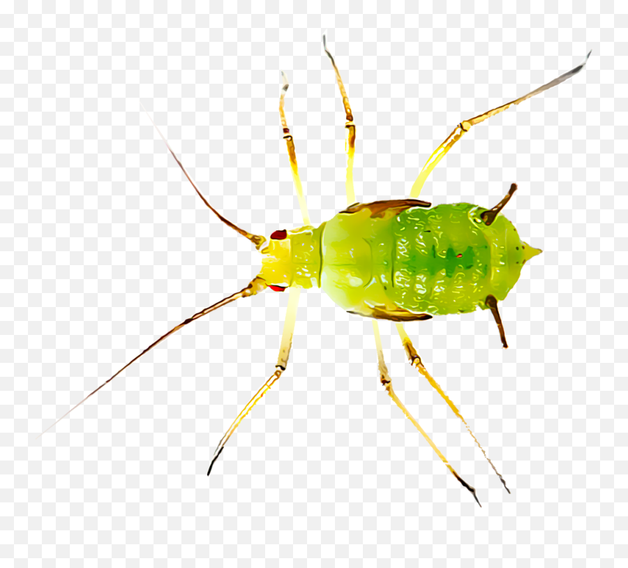 Most Common Insect Pests Found - Aphids Png,Insect Png