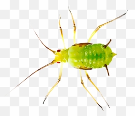 Most Common Insect Pests Found - Aphids Png