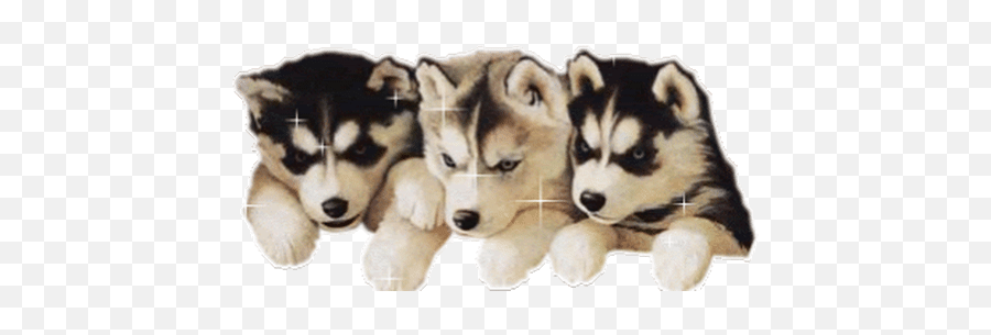 Top Siberian Husky Stickers For Android U0026 Ios Gfycat - Cute Dog Gif White Background Png,Husky Transparent