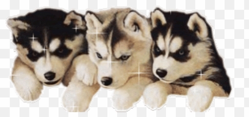 Top Siberian Husky Stickers For Android U0026 Ios Gfycat - Cute Dog Gif White Background png