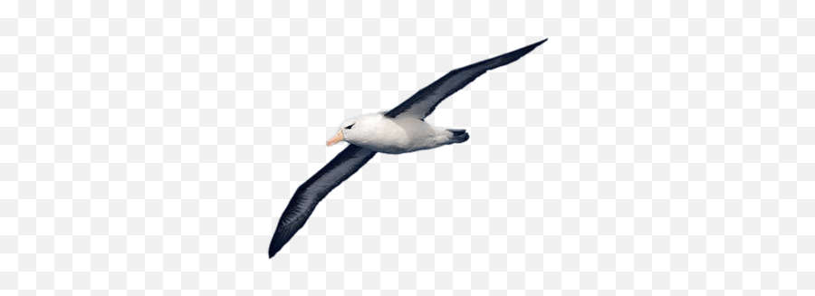 Flying Spy Albatross Pictures Png Transparent Background - Albatros Png,Flying Png