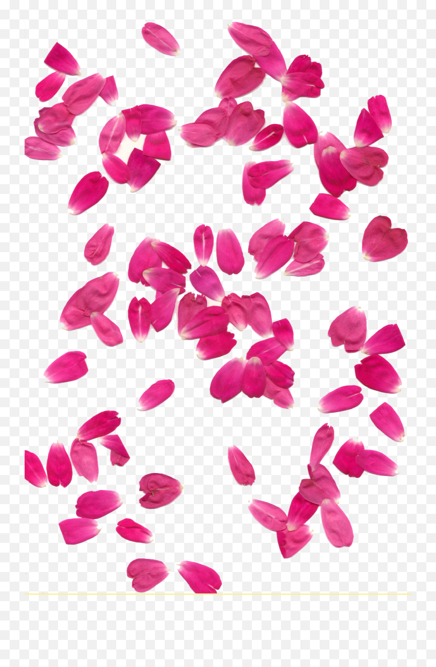 Transparent Background Hq Png Image - Transparent Background Pink Flower Petals Png,Roses Transparent Background