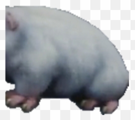 Possum - Hippopotamus Png,Possum Png