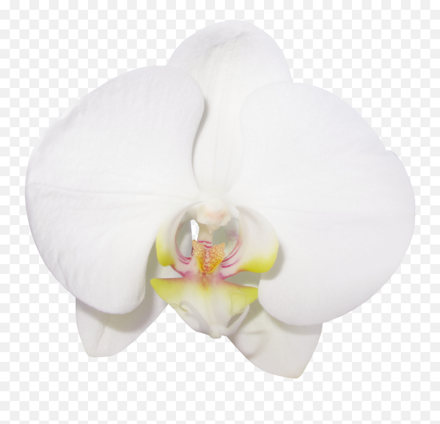 Vanilla Bean Clipart - Clip Art Library Vanilla Flowers Png,Vanilla Bean Png