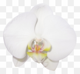 Vanilla Bean Clipart - Clip Art Library Vanilla Flowers Png,Vanilla Bean Png