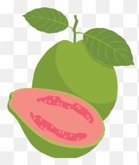 Png - Guava Clipart Png,Guava Png