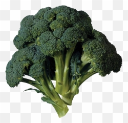 Green Broccoli Png Transparent Image Mart
