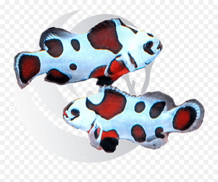 Mocha Storm Clown Fish - Mocha Strom Clown Fish Png,Clownfish Png