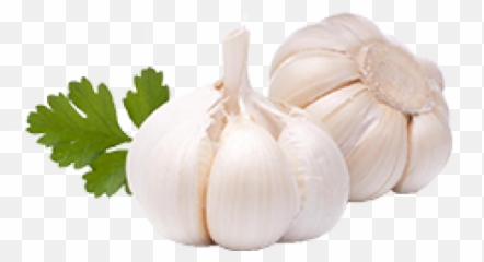 Garlic Free Png Image Download 23 - Keep Cats Out Of Your Yard,Garlic Png