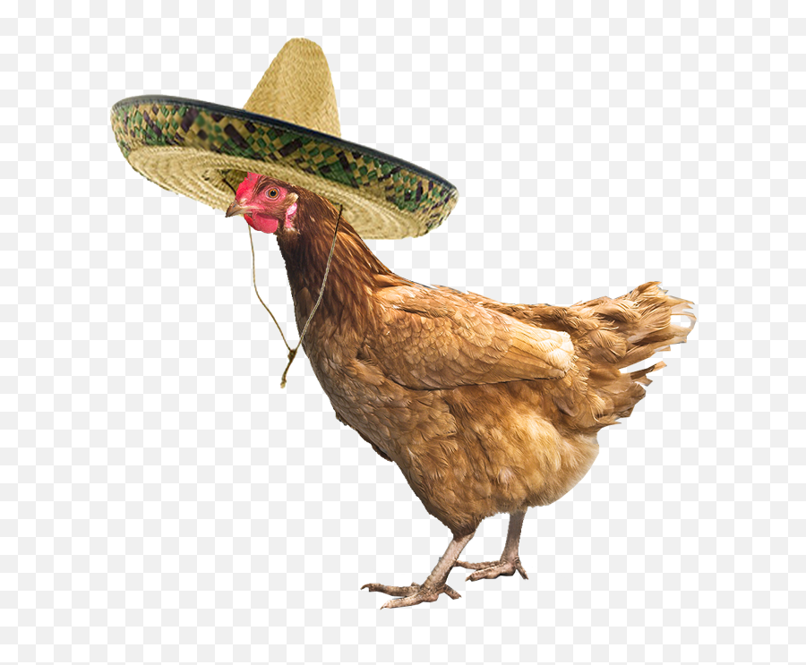 Just A Chicken Wearing Sombrero - Imgur Chicken With A Hat Png,Sombrero Transparent