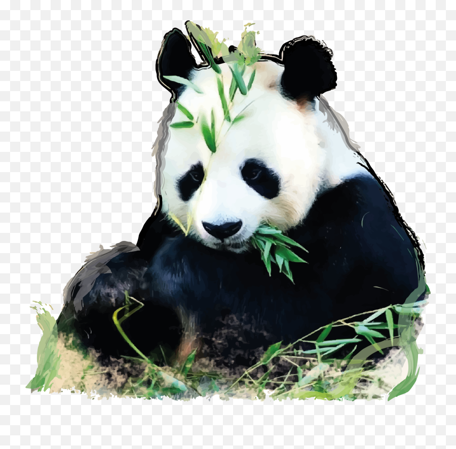 Giant Panda China Oso Glogster Edu - China Panda Png Imge,Panda Eyes Logo