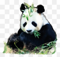 Giant Panda China Oso Glogster Edu - China Png Imge