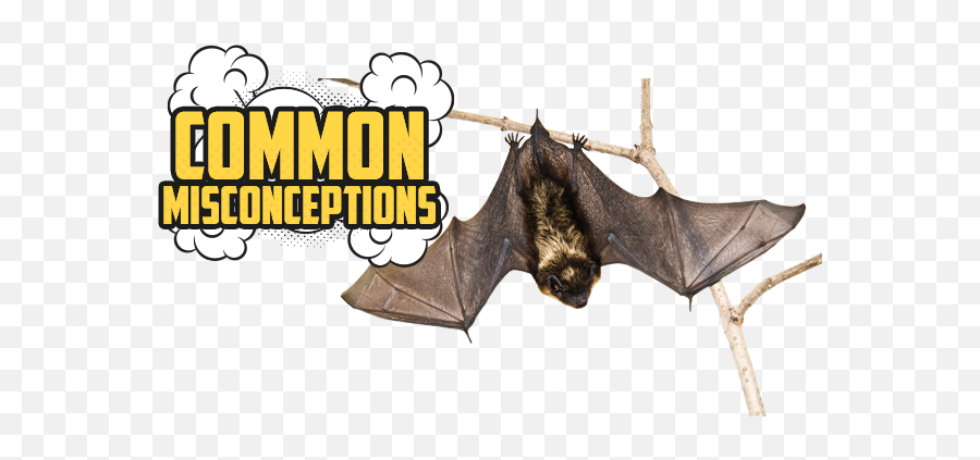 Canadian Wildlife Federation Whatu0027s Putting Bats - Hanging Bat Wings Open Png,Bat Transparent