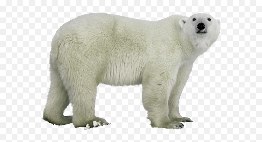 Polar White Bear Png - Polar Bear No Background,Polar Bear Png