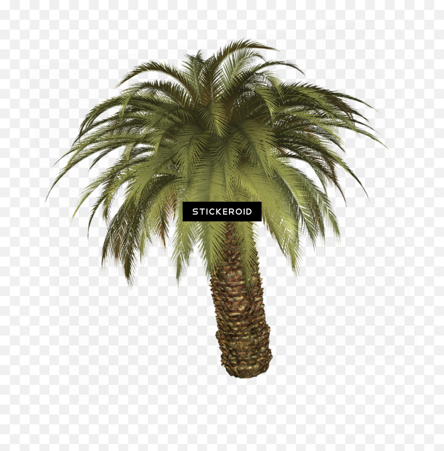 Download Tropical Palm Tree - Palm Tree Full Size Png Big Palm Tree Png,Tropical Tree Png