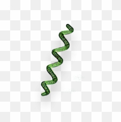 Spirulina Algae Png