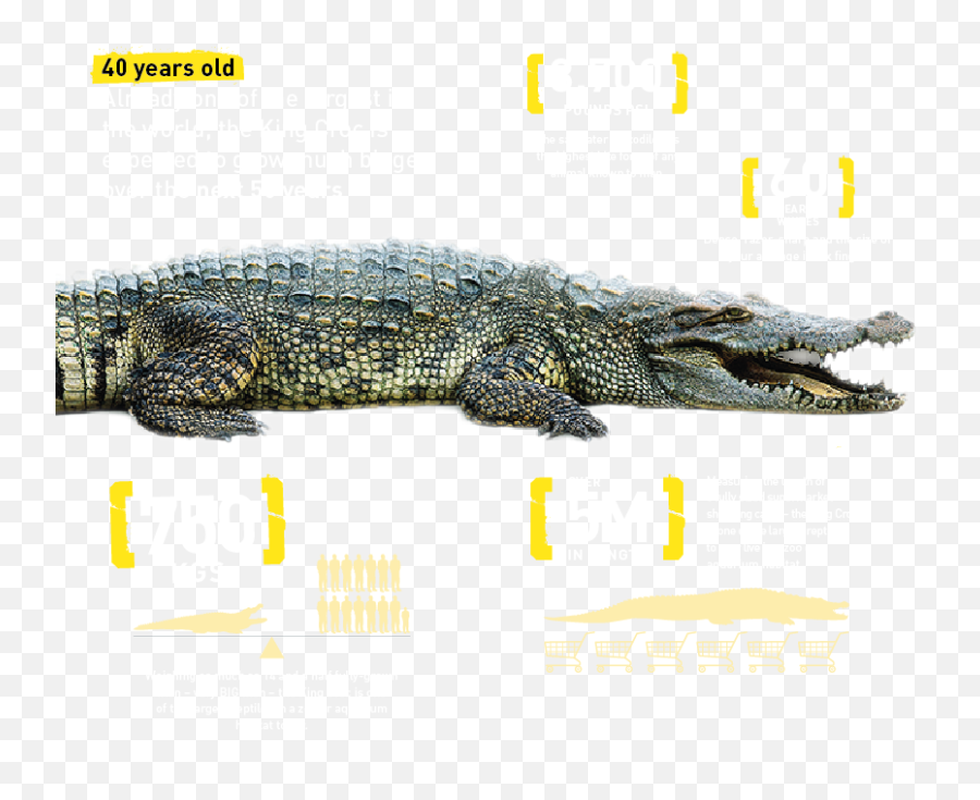 Free - Crocodile Underwater Png,Croc Png