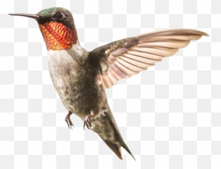 Humming Bird Png Transparent