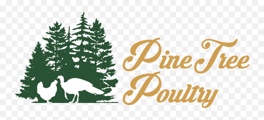 Pine Tree Poultry - Pine Tree Farm Logo Png,Pine Tree Logo