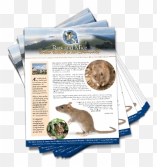 Rats And Mice Urban Wildlife In Our Community - My Aipm Rat Png,Rats Png