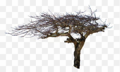 Free Transparent Creepy Tree Png Images Page 1 Pngaaa Com