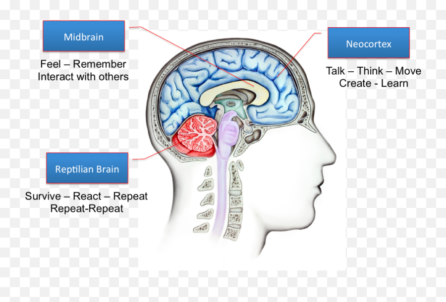 Brains - 1200x743 Triune Brain Theory Transparent Png Full Limbic Brain And Neocortex,Brains Png