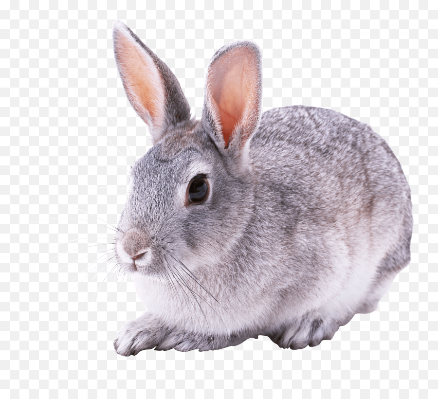 Download Free Png Small Cute Rabbit - Rabbit Gray Png,Rabbit Transparent