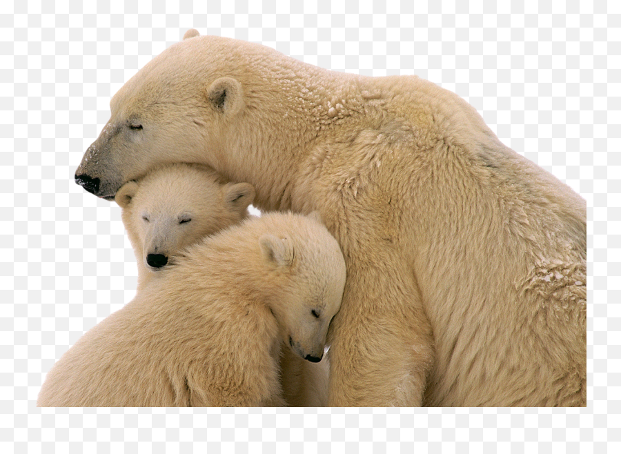 Polar Bear Transparent Images - Polar Bear No Background Png,Bear Transparent